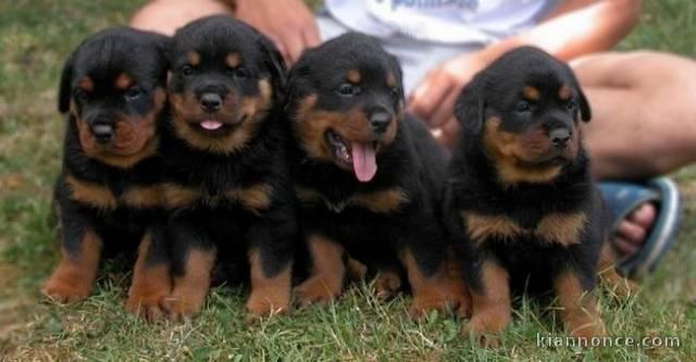  Magnifiques Chiots Rotweiller Pure Race