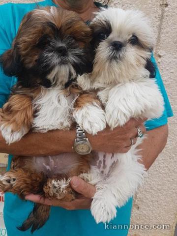  Exceptionnels Chiots Shih Tzu Pure Race