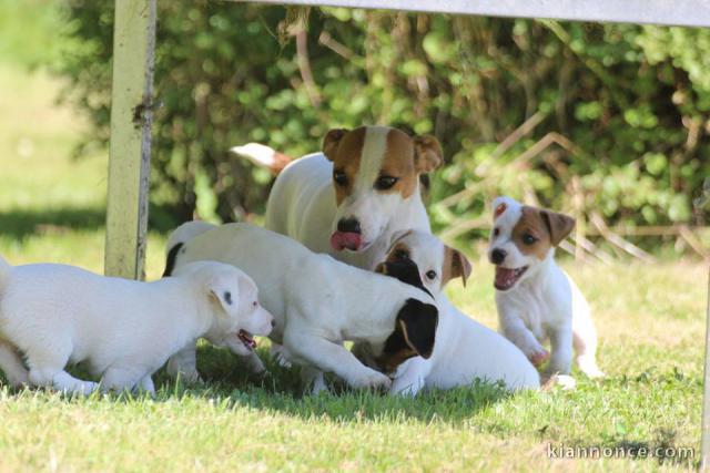 Adorables chiots  jack russel disponible pour adoption.