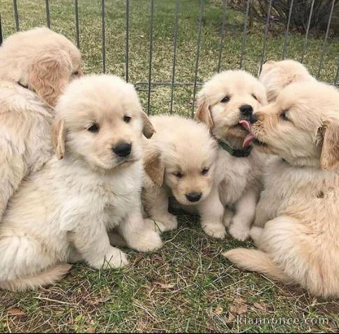 Adorables chiots  golden retriever disponibles pour adoption.