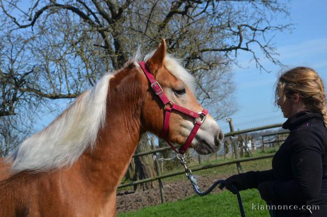 cheval haflinger disponible 