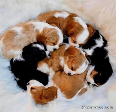 Adorables chiots  cavalier king  disponibles pour adoption.