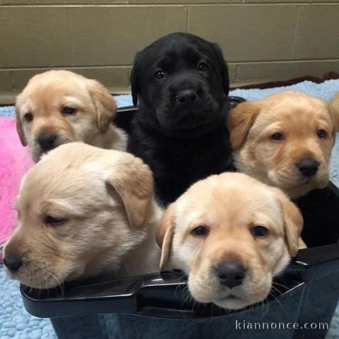 Adorables chiots  labrador disponible pour adoption.