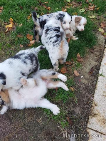  Magnifiques Chiots Berger Australien Pure Race