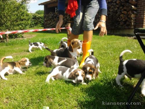  Superbes Chiots Beagle Pure Race