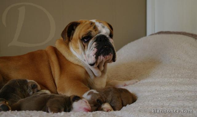 Magnifiques Chiots Bulldog Anglais