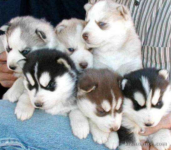 Magnifiques Chiots Husky Siberien Pure Race