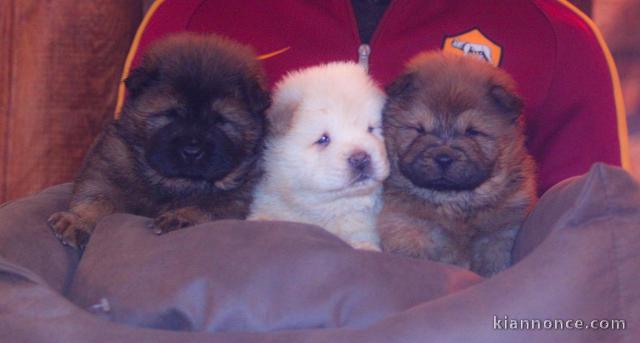 Magnifiques Chiots Chow Chow Pure Race Pedigree