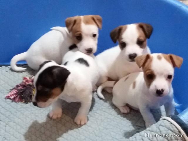 Adorables Chiots Jack Russel Pure Race