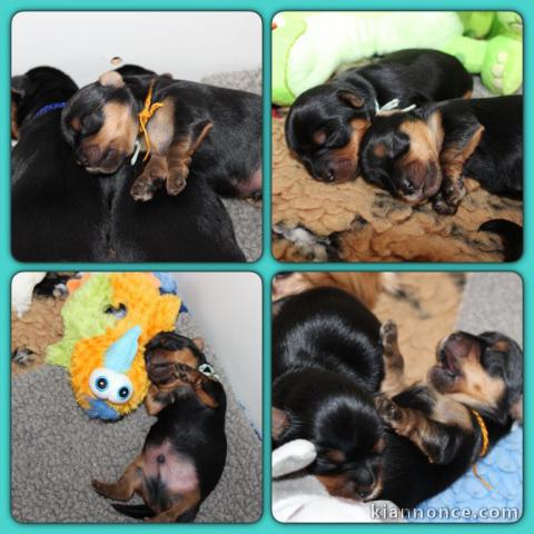  Superbes Chiots Yorkshire Terrier Pure Race