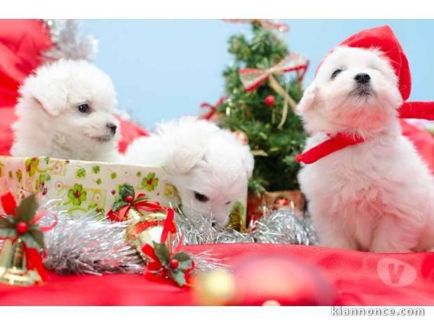 Adorables Chiots Bichon Maltais Pure Race