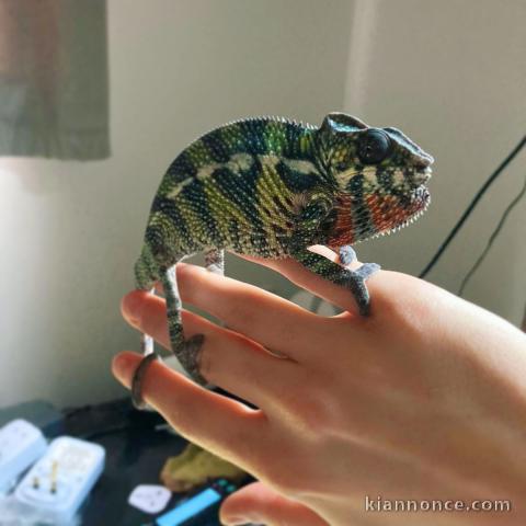 Caméléon panthère mâle et femelle disponible de suite 