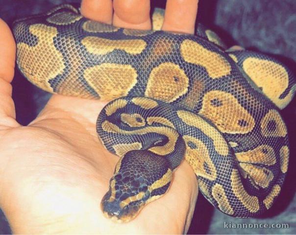 Femelle Enchi Royal Python à vendre + configuration