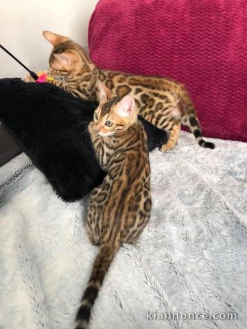 Je  donnes deux chatons de race bengal  . J ai deux chatons  mal 