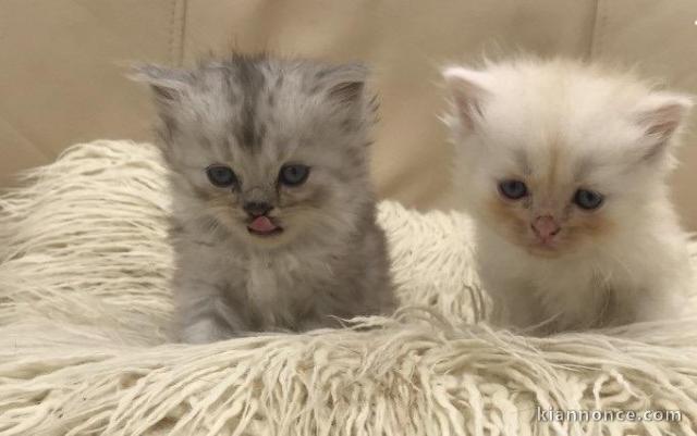 Adorables chatons persan disponible pour adoption