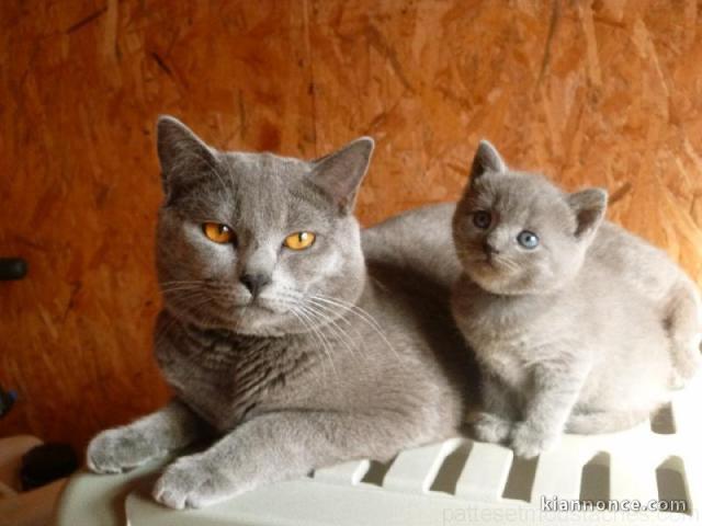 Sublimes Chatons Chartreux Pure Race Pedigree