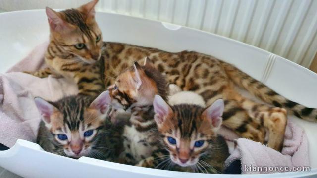 Adorables Chatons Bengal Pure Race