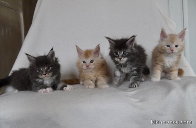 Superbes Chatons Maine Coon Pure Race Pedigree