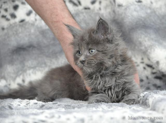 Bb chatons Maine Coon DISPONIBLE DE SUITE 