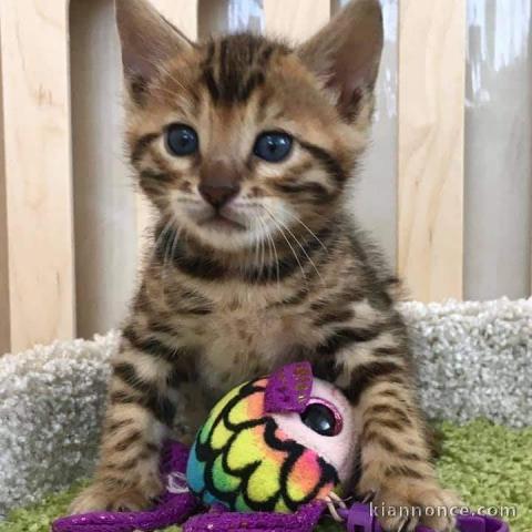 Chaton Bengal a Donner