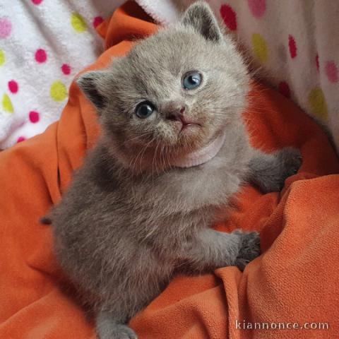 Chartreux a donner urgent 