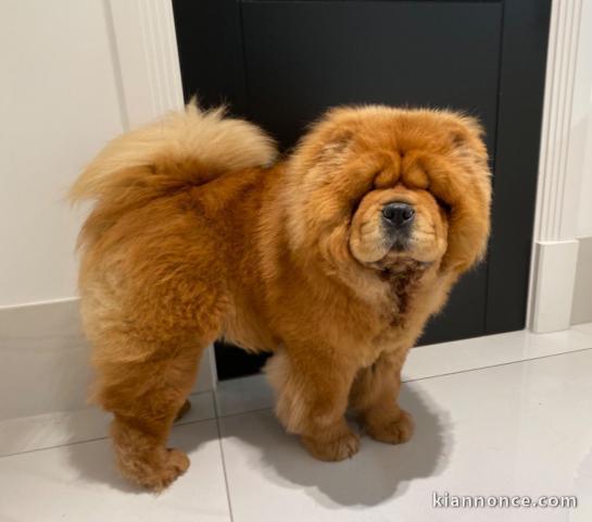 Chiots Chow Chow POUR ADOPTION 