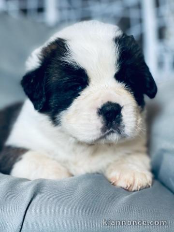  Chiots de Saint-Bernard pour adoption 