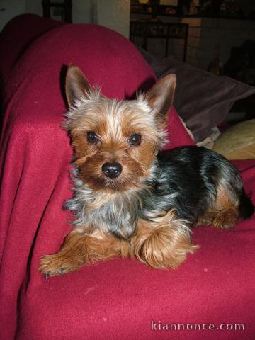 Yorkshire Terrier A DONNER URGENT 