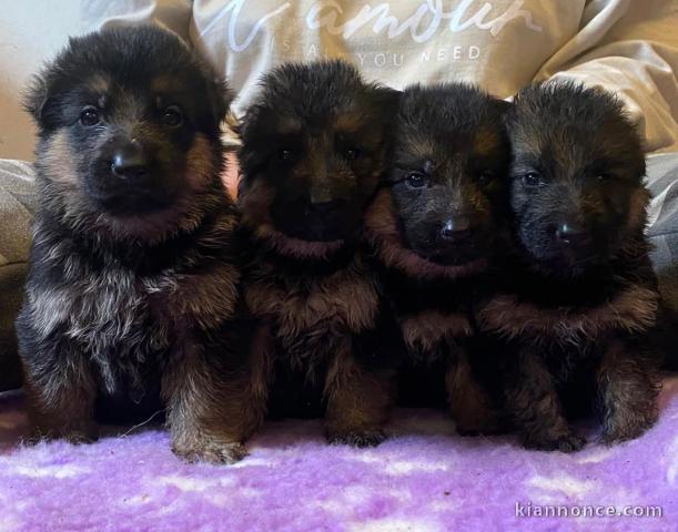 Chiots bergers allemands A DONNER 