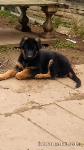 Chiot mâle berger allemand.