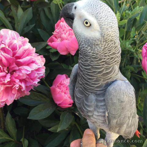 Congo African grey for sale