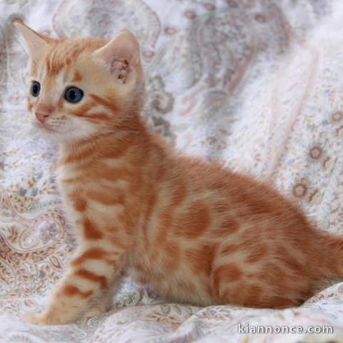 Magnifique Chaton Bengal Disponible 