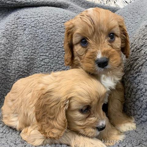   Adorables chiots Cocker Spaniel à donner