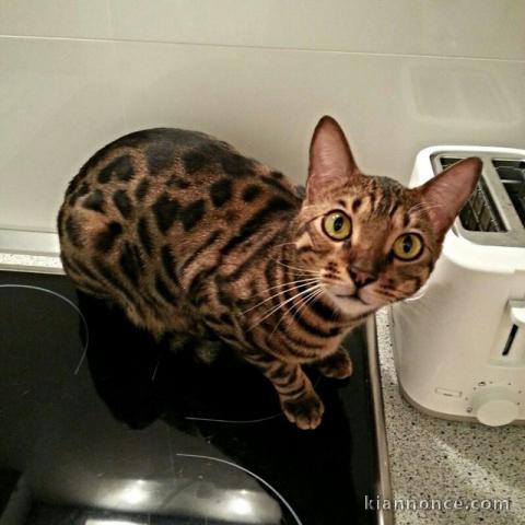 MAGNIFIQUE CHATONS BENGAL A DONNER