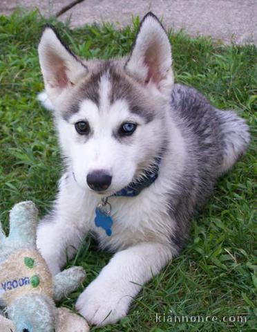 chiots husky siberien