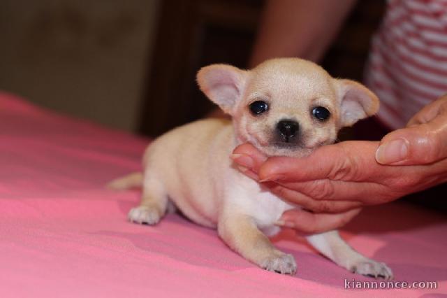 Chiot Chihuahua Femelle NON LOF a donner