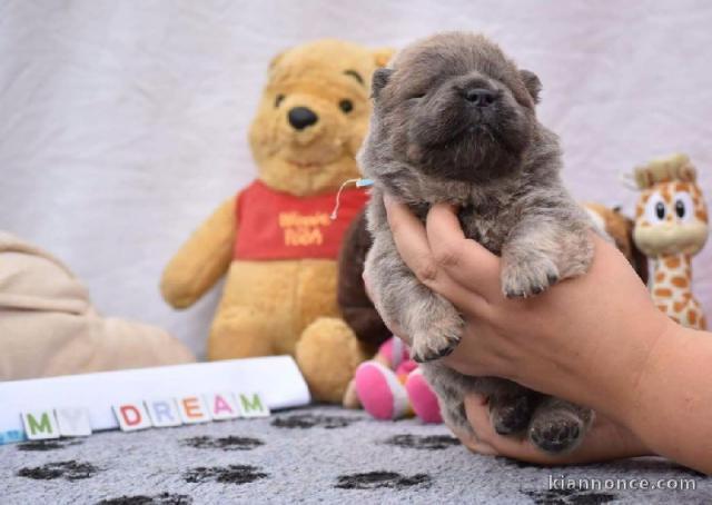 A donner Chiot Chow Chow femelle