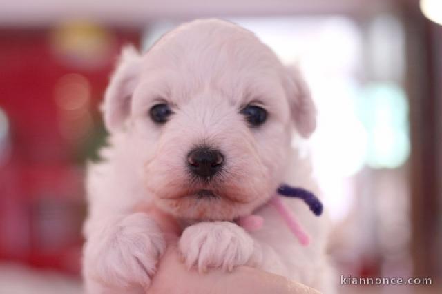 A donner chiot type bichon Frisé femelle