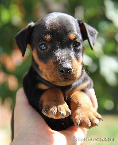 A DONNER Splendide chiot type pinsche