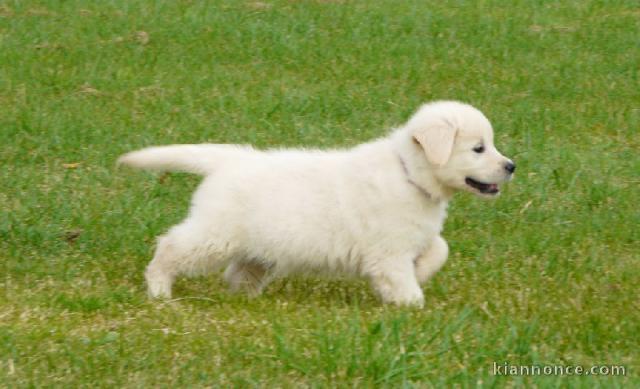 A DONNER Splendide chiot type Golden retriever