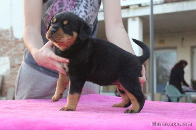  magnifique chiot type rottweiler à donner