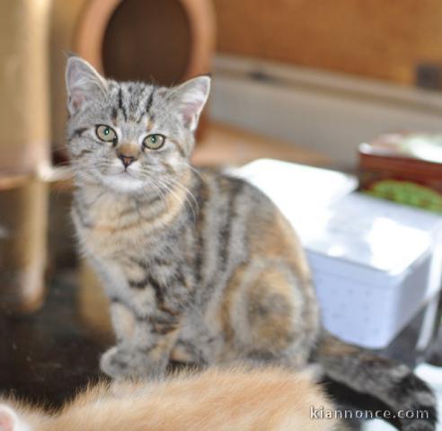 magnifique chaton british shorthair à donner