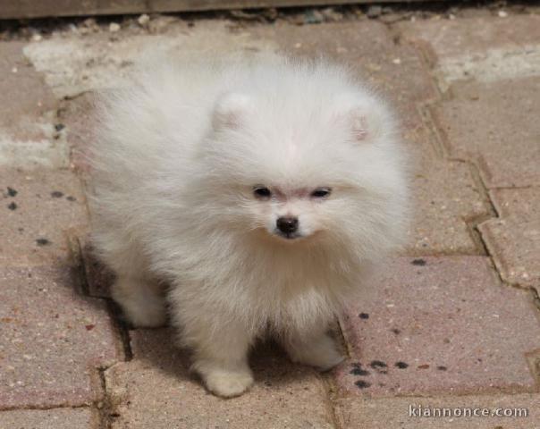 Donne petite chiot spitz allemand nain