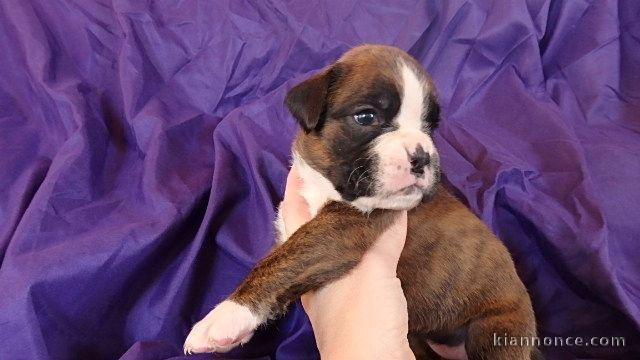 A donner chiot type boxer femelle