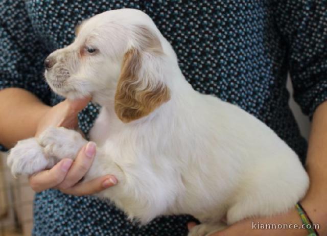 chiot Setter Anglais femelle à donner