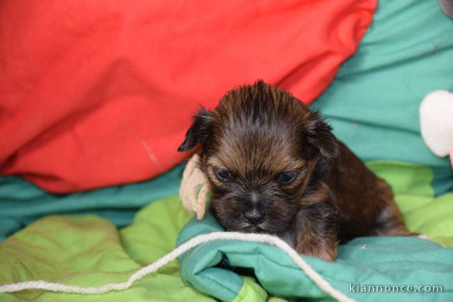 A donner magnifique Chiot type Lhassa apso femelle