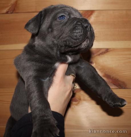 magnifique chiot cane corso à donner