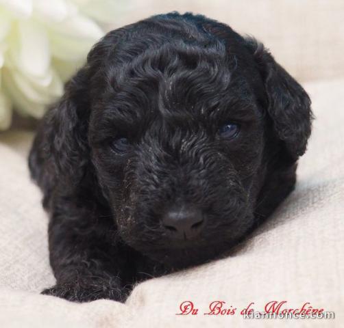 A DONNER Chiot caniche femelle très gentille