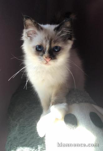 chaton sacré de birmanie femelle à donner