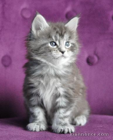 A donner Bébé chaton femelle type maine coon